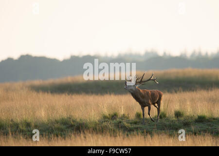 Red Deer / Rothirsche ( Cervus elaphus ) nel solco su ampi prati, steppa. Foto Stock