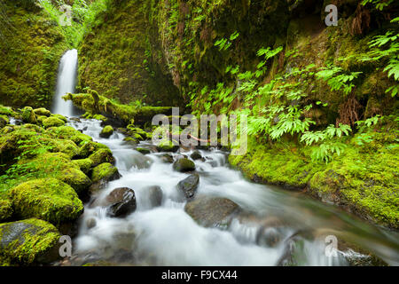 Un disco a raggiungere e cascata remoto nel backcountry del Columbia River Gorge, Oregon, Stati Uniti d'America. Foto Stock