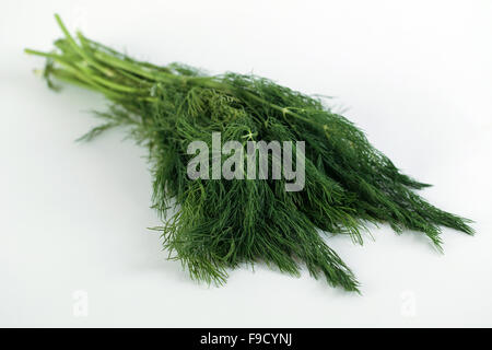 Mazzetto di erbe aneto isolati su sfondo bianco Foto Stock