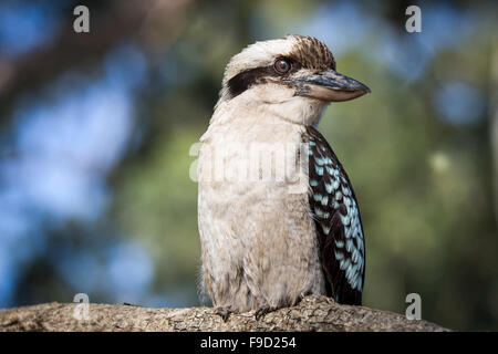 Australian Kookaburra seduta nella struttura ad albero Foto Stock