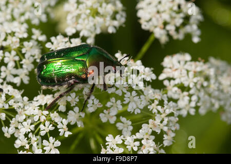 Rose chafer, rose-chafer, Gemeiner Rosenkäfer, Goldkäfer, Gold-Rosenkäfer, Goldrosenkäfer, Blütenbesuch, Cetonia aurata Foto Stock