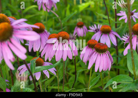 Cono viola fiore, coneflower, Roter Sonnenhut, Purpur-Sonnenhut, Echinacea purpurea, Rudbeckia purpurea, Brauneria purpurea Foto Stock