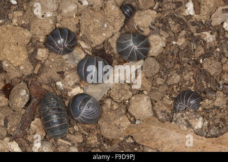 Quercia mediterranea-bosco pillbug, Rollassel, Gürtelassel, Armadillo officinalis, Armadillo invenustus, Armadillo officinarum Foto Stock