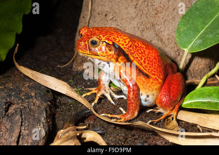 Sud della rana pomodorro, False rana pomodorro, Südlicher Tomatenfrosch, Gefleckter Tomaten-Frosch, Frosch, Dyscophus guineti Foto Stock