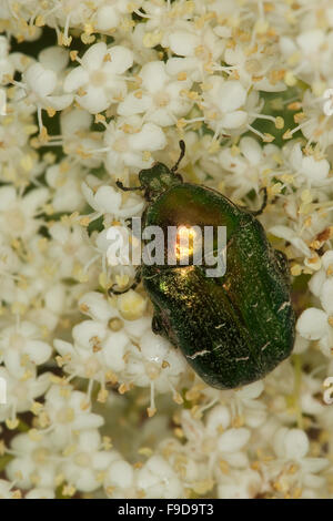 Rose chafer, rose-chafer, Gemeiner Rosenkäfer, Goldkäfer, Gold-Rosenkäfer, Goldrosenkäfer, Blütenbesuch, Cetonia aurata Foto Stock