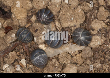 Quercia mediterranea-bosco pillbug, Rollassel, Gürtelassel, Armadillo officinalis, Armadillo invenustus, Armadillo officinarum Foto Stock