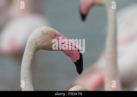 Fenicottero maggiore, Rosaflamingo, Rosa-Flamingo, il fenicottero rosa Phoenicopterus roseus, Le Flamant rose Foto Stock