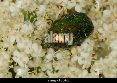 Rose chafer, rose-chafer, Gemeiner Rosenkäfer, Goldkäfer, Gold-Rosenkäfer, Goldrosenkäfer, Blütenbesuch, Cetonia aurata Foto Stock