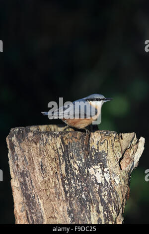 Picchio muratore (Sitta europaea caesia) Foto Stock