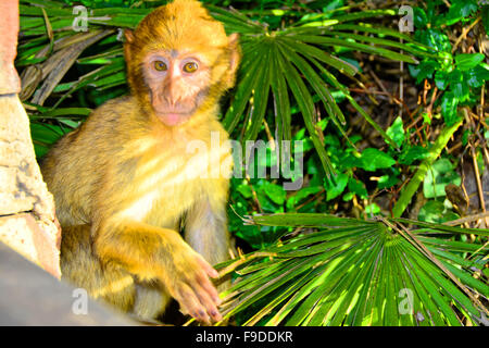 Gibilterra Barberia baby macaco scimmia ricorso turistico Foto Stock