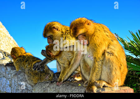 Gibilterra Barberia scimmie macaco gruppo di famiglia e bambini Foto Stock