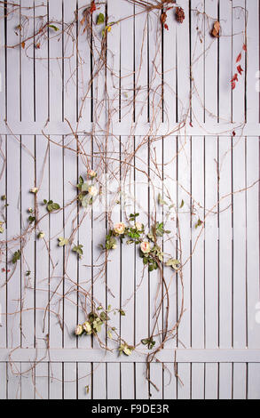 Bianco recinzione di legno intrecciati con Rose in studio Foto Stock