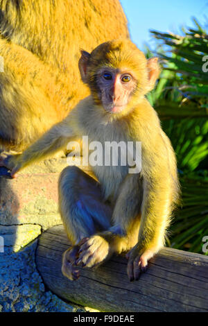 Gibilterra Barberia scimmie macaco gruppo familiare e baby Foto Stock