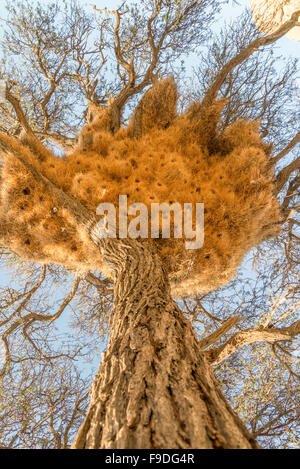 Tessitore sociale nido. Foto Stock