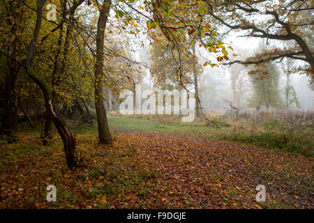 Compensazione in emblemi ceduo, foresta di Hatfield Foto Stock