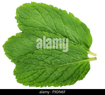 3 foglie di menta fresca isolati su sfondo bianco Foto Stock