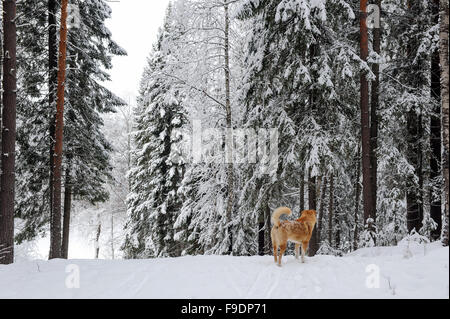 Redhead cane randagio nel bosco Foto Stock