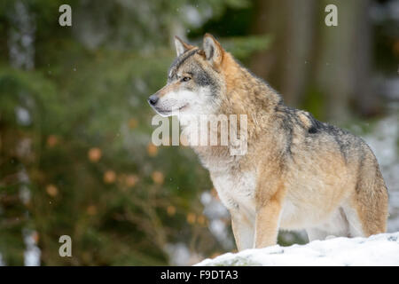 Adulto Eurasian lupo (Canis lupus lupus) guardando in alto e in piedi nella neve, Bayerische Wald, Germania Foto Stock