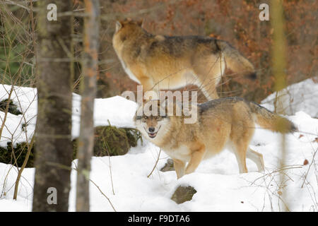 Unione lupo (Canis lupus lupus) insieme nella foresta con neve, guardando la telecamera, foresta bavarese, Germania Foto Stock