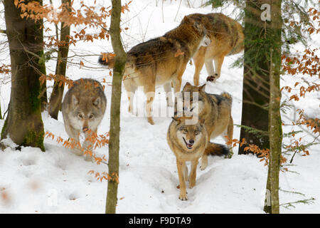Unione lupo (Canis lupus lupus) pack, giocare e comunicare nel bosco con neve, foresta bavarese, Germania Foto Stock