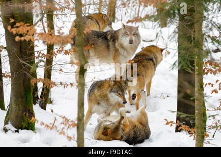 Unione lupo (Canis lupus lupus) pack, giocare e comunicare nel bosco con neve, foresta bavarese, Germania Foto Stock