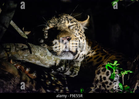 Profilo di un Leopard profondamente addormentato in un albero di notte Foto Stock