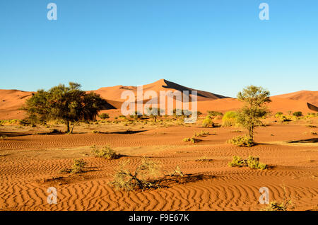 Le dune di sabbia di Namibia Foto Stock