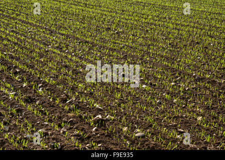 Colture in terreno pietroso campo, Norfolk, Inghilterra Foto Stock