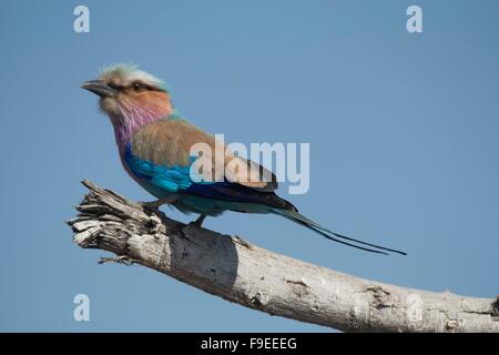 Un lilla rullo petto Foto Stock