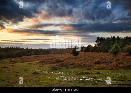 Incredibile Autunno Autunno tramonto sul paesaggio forestale con moody drammatico sky Foto Stock