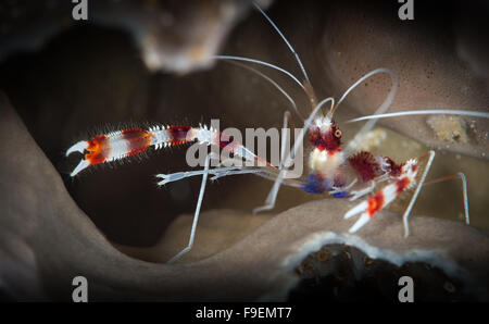 Nastrare il corallo gamberetti (barberpole: gamberetti Stenopus hispidus), Bari Reef, Bonaire, Antille olandesi Foto Stock