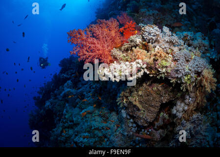 Donna diver esplora reef, St John's, Mar Rosso, Egitto Foto Stock