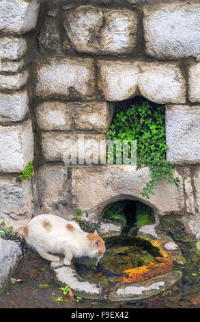 Cat acqua potabile in una vecchia pietra costruito fontana trovati nella città di Amfissa, la capitale della Grecia FOCHIDA regione Grecia centrale Foto Stock