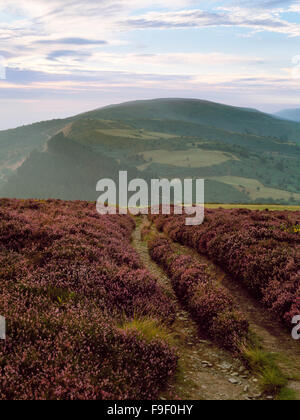 Cerca NW lungo Offa's Dyke percorso accanto a Moel Arthur Hill fort di Penycloddiau colle fortificato sulla cima della collina lontano. Foto Stock