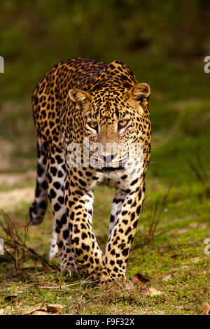 Il leopardo dello Sri Lanka (Panthera pardus kotiya) Foto Stock