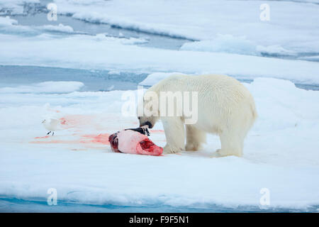 Orso polare di mangiare una guarnizione di tenuta nel mare di ghiaccio a Isole Svalbard, Norvegia Foto Stock