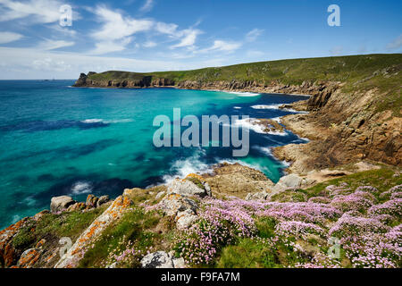 La parsimonia del mare che cresce su una scogliera a Nanjizal, Cornwall Foto Stock