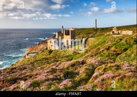 La parsimonia del mare che cresce su una scogliera a levante miniera, Cornwall Foto Stock