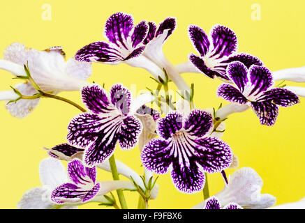 Streptocarpus Cultivar 'Polka Dot viola' in fiore Foto Stock