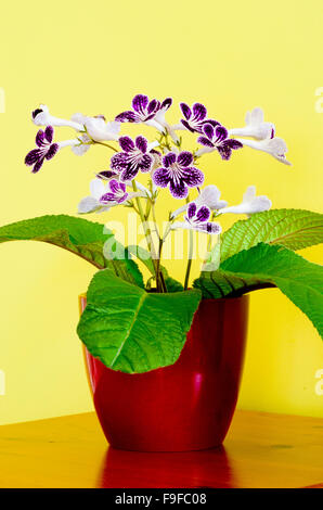 Streptocarpus Cultivar 'Polka Dot viola' in fiore Foto Stock