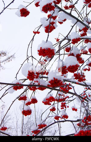 Rowan struttura sotto il tappo di ghiaccio di bianco della neve Foto Stock