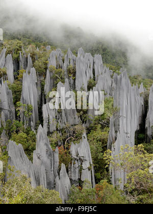 Mulu pinnacoli nel Parco Nazionale di Gunung Mulu Malesia Foto Stock