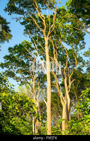 The canopy of some beech trees in the evening light Foto Stock