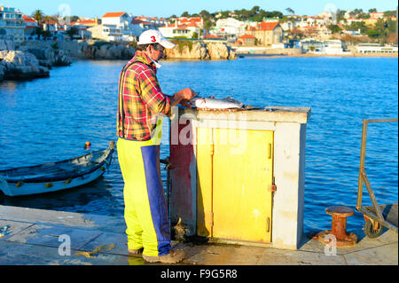 Uomo che pulisce il pesce su un molo in Cascais. Cascais è una città costiera, 30 km di Lisbona. Portogallo Foto Stock