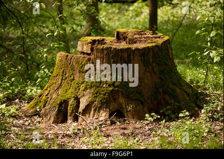 Il vecchio albero morto il moncone di MOSS, decaduto e legno wormy, verde muschio cresce sul vecchio tronco di albero, erba fresca la germogliazione intorno Foto Stock