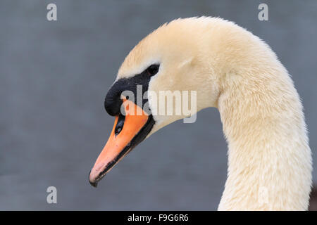 Chiudere su un cigno la testa nel Regno Unito Foto Stock