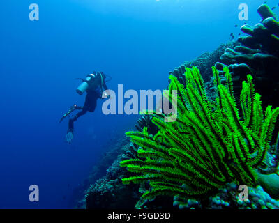 Molto luminoso verde corallo subacqueo impianto nella parte anteriore di un subacqueo Foto Stock