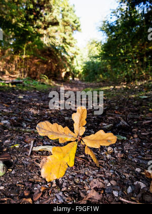 Rametto di foglie di quercia giacente nel sentiero di ghiaia a Daresbury Firs Foto Stock