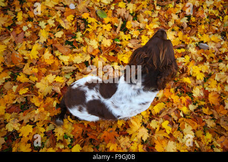 Inglese Springer Spaniel, marrone e fegato, marrone e bianco, canino, Gun Dog, energico, attivo, lavoratore duro, lavoro sul campo, attento desideroso, bello, animale domestico Foto Stock