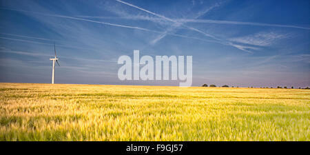 Campo di grano giallo con turbina eolica in background Foto Stock